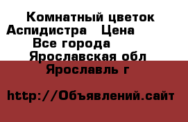 Комнатный цветок Аспидистра › Цена ­ 150 - Все города  »    . Ярославская обл.,Ярославль г.